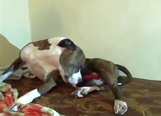 Nude amateur throats entire dog's cock in sloppy cam rounds