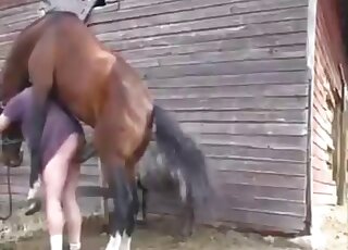 Brown stallion using its penis to punish a male zoophile outdoors