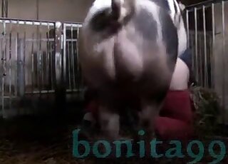 Board with a big boner fucking a zoophilic beauty dressed in red