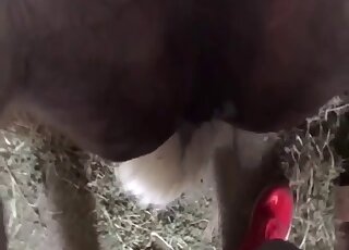 Hot zoophile prepares to enter this animal's unforgettable pussy