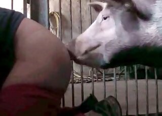 خنزير كبير يحشو عضوه الذكري داخل مؤخرة رجل بغيض أثناء مشاهدته في حديقة الحيوانات البرية