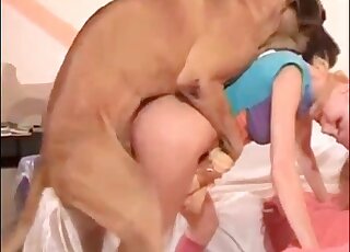 Blonde gets hammered by a dog during passionate XXX zoo session