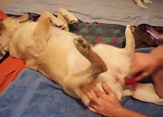 Naughty zoophile stuffs rubber sex toy in tight hole of his own dog