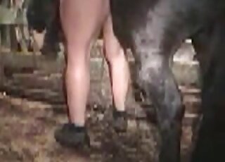 حصان مثار يبدأ في ممارسة الجنس مع كلبة سمينة شاذة جنسياً داخل الإسطبلات