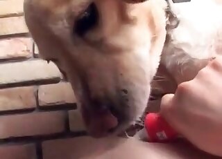 Japanese AV slut seduces her dog to start licking her naked body