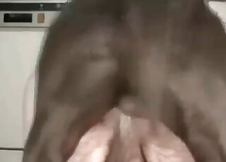 Dude's asshole is getting destroyed by a black mutt that wants gape