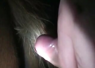 Dude inserts his hairy dong into a big hole of a horny horse