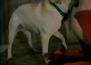 تحصل الفتاة الساخنة على قضيب طويل من الكلاب في فرجها الرطب المحلوق بعناية