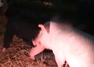 Boar explores soaking snatch of a crazy wife and is going to fuck her