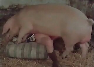 Huge boar fucks a skinny slut in a doggystyle and missionary poses