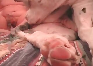 Crazy fellow drives his dog to orgasm by fucking its hole insanely