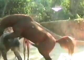 الرجال يشاهدون الخيول تمارس الجنس ويمارسون الجنس معها بقضبانهم الصلبة أيضًا