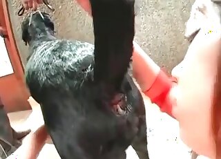 Light-minded Asian bitches share a dog’s cock and suck it in turns