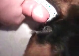 Weird dude shoves hairy dick in canine’s hole and fucks it insanely