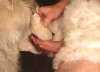 Brave dude fucks toothy mouth of his dog without hesitation