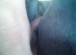 Dude comes up to a horse and stuffs it with his throbbing pecker