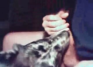 Dog licks penis of a zoophile guy and enjoys it in its mouth
