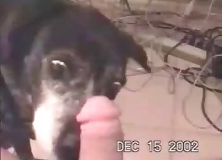 Dog enjoys licking penis of a naked guy and does it pretty well