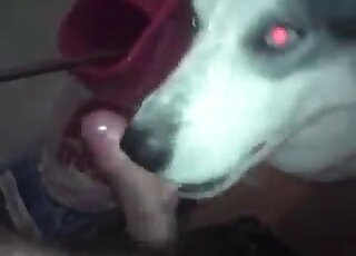 Helpful dog gives amazing cock licking to a horny zoophile fellow