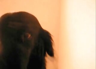 Dog endures fingering and gets crushed up by a zoophile’s penis