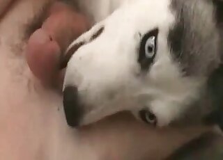 Wanker jerks off his dong and lets his dog lick his cock and balls