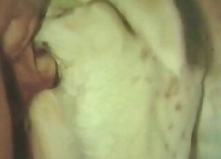 Perverted fucker goes for animal’s hole and enjoys the zoo sex action