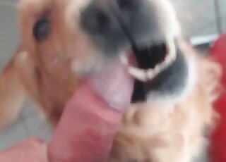 Zoo sex addicted guy takes a video of his dog licking his dong