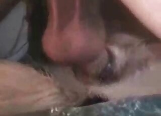 Closeup zoo porn scene of a nasty zoophile giving a fuck to a dog