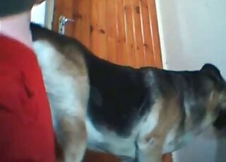 مدمن الجنس في حديقة الحيوانات يحصل على الكثير من المتعة عندما يمارس الجنس مع كلبه المثير