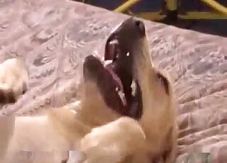 Sexy dog showing its slutty side in a hot video with zoo foreplay