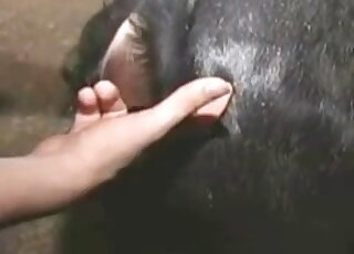 Farmer with a hard cock fingering an animal's pussy before hard sex
