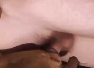 Closeup fucking movie featuring with a brown dog that wants sex