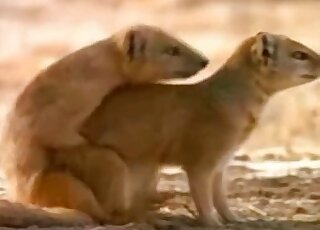 Zoo XXX scene focusing on animal-on-animal funsies that seem sexy