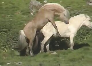 Outdoor animal fucking with a sexy beast that fucks another animal