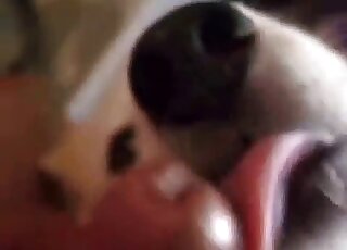 Dude's cock is getting licked by his obedient dog in zoo POV oral vid