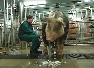 Pig's cock is going to get serviced by a chubby zoophilia addict