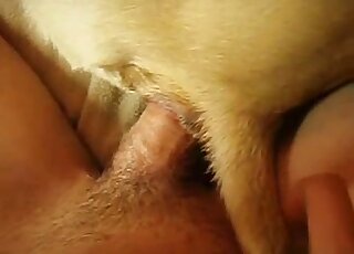 رجل يمارس الجنس مع كلبه الخاضع في مشهد جنسي وحشي