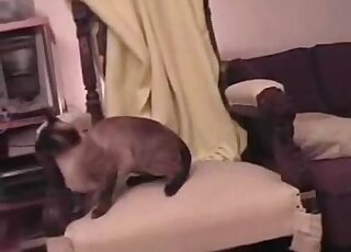 Incredible sex tape video featuring two cats that fuck with passion