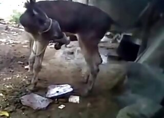 Animaux