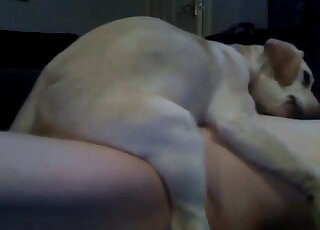 White dog riding this dude's cock in a rather lazy fashion on a couch